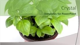  Presentation with sweet basil - Theme with fresh sweet genovese basil herbs growing in pot isolated on white background cutout background and a seafoam green colored foreground