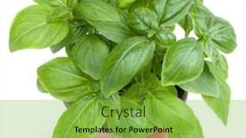  Presentation with sweet basil - Presentation theme featuring fresh sweet genovese basil herbs growing in pot isolated on white background cutout background and a yellow colored foreground