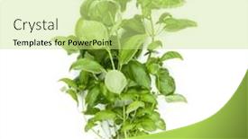  Presentation with sweet basil - Colorful PPT theme enhanced with fresh sweet genovese basil herbs growing in pot isolated on white background cutout flat top view backdrop and a soft green colored foreground