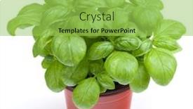 Presentation with sweet basil - Colorful slide deck enhanced with fresh sweet genovese basil herbs growing in pot isolated on white background cutout backdrop and a yellow colored foreground