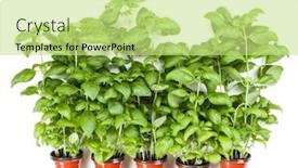  Presentation with sweet basil - Amazing slide deck having fresh sweet genovese basil herbs growing in pot isolated on white background cutout flat top view backdrop and a yellow colored foreground