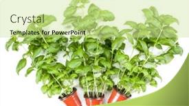  Presentation with sweet basil - Colorful theme enhanced with fresh sweet genovese basil herbs growing in pot isolated on white background cutout flat top view backdrop and a soft green colored foreground