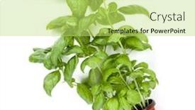  Presentation with sweet basil - Cool new slides with fresh sweet genovese basil herbs growing in pot isolated on white background cutout flat top view backdrop and a yellow colored foreground