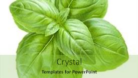  Presentation with sweet basil - Beautiful presentation theme featuring fresh-sweet-genovese-basil-leaves backdrop and a yellow colored foreground