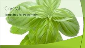  Presentation with sweet basil - PPT theme featuring fresh-sweet-genovese-basil-leaves background and a mint green colored foreground