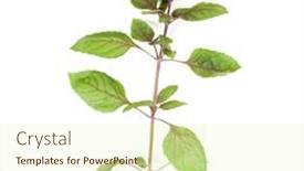  Presentation with sweet basil - Slide set consisting of fresh-sweet-genovese-basil-leaves background and a soft green colored foreground