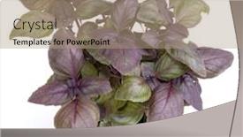  Presentation with sweet basil - Beautiful theme featuring fresh-sweet-red-dark-opal backdrop and a coral colored foreground