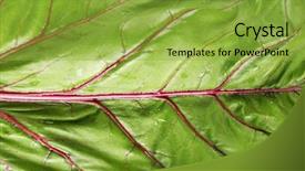  Presentation with swiss chard - Colorful presentation enhanced with fresh swiss chard close up backdrop and a  colored foreground