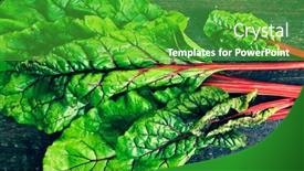  Presentation with swiss chard - Slides enhanced with fresh-swiss-chard-in-garden background and a shamrock green colored foreground