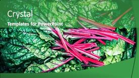  Presentation with swiss chard - PPT theme having fresh-swiss-chard-in-garden background and a ocean colored foreground