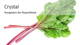  Presentation with swiss chard - Amazing presentation having fresh swiss chard isolated backdrop and a white colored foreground