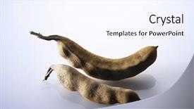  Presentation with jawa - Beautiful slides featuring jawa - fresh tamarind tamarindus indica l backdrop and a sky blue colored foreground