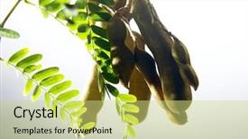  Presentation with jawa - Slide deck featuring fresh tamarindus asam jawa background and a yellow colored foreground