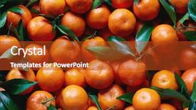  Presentation with shot - Cool new slide set with fresh tangerines with stems backdrop and a crimson colored foreground