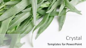  Presentation with garden - Audience pleasing presentation theme consisting of fresh-tarragon-from-the-garden backdrop and a pink colored foreground