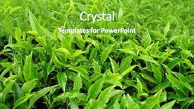  Presentation with tea plant - Slides consisting of fresh tea leaf background and a shamrock green colored foreground