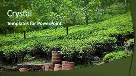  Presentation with further - Audience pleasing PPT theme consisting of fresh tea leaves are collected backdrop and a tawny brown colored foreground