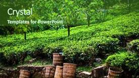  Presentation with tea leaves - Slide deck with fresh tea leaves are collected background and a forest green colored foreground