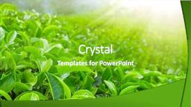  Presentation with tea leaves - Theme consisting of fresh tea leaves closeup background and a shamrock green colored foreground