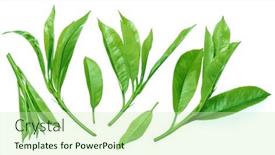  Presentation with tea leaves - 