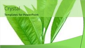  Presentation with tea leaves - 