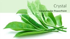  Presentation with tea leaves - 