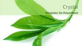  Presentation with tea leaves - 