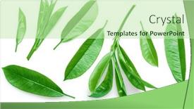  Presentation with tea leaves - 