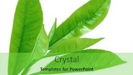  Presentation with tea leaves - 