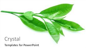 Presentation with tea leaves - 