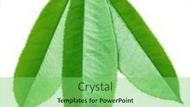  Presentation with tea leaves - 