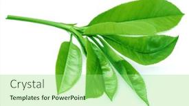  Presentation with tea leaves - 