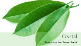  Presentation with tea leaves - PPT theme with fresh-tea-leaves-isolated background and a seafoam green colored foreground