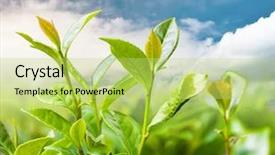 Presentation with tea plantation - Colorful PPT theme enhanced with fresh tea leaves backdrop and a yellow colored foreground