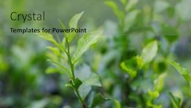  Presentation with tea leaves - Slide deck enhanced with fresh-tea-leaves background and a seafoam green colored foreground