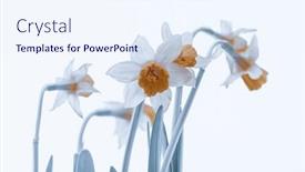 Presentation with narcissus - Presentation theme having fresh-tender-narcissus-flower-isolated background and a sky blue colored foreground