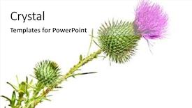  Presentation with thistle - Presentation theme having thistles - fresh thistle flower isolated background and a white colored foreground