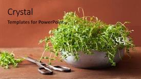  Presentation with thyme - Presentation featuring fresh thyme herb in metal background and a  colored foreground