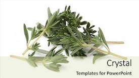  Presentation with thyme - PPT layouts featuring fresh thyme isolated on white background and a soft green colored foreground