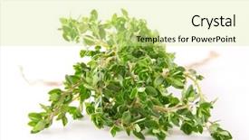  Presentation with thyme - Theme with fresh thyme on white background background and a blonde colored foreground