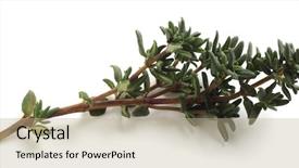 Presentation with thyme - Beautiful slides featuring fresh thyme thymus vulgaris backdrop and a mint green colored foreground