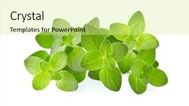  Presentation with thyme - Cool new slide deck with fresh thyme backdrop and a soft green colored foreground