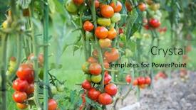  Presentation with grown - Slide set featuring fresh-tomatoes-grown background and a seafoam green colored foreground
