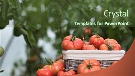  Presentation with wicker - 