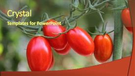  Presentation with tomato plant - Slide set with fresh tomatoes plants background and a tawny brown colored foreground