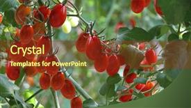  Presentation with tomato plant - Audience pleasing slide set consisting of fresh tomatoes plants backdrop and a tawny brown colored foreground