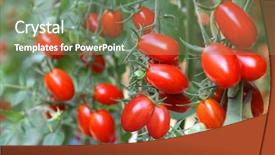  Presentation with tomato plant - Presentation theme consisting of fresh tomatoes plants background and a violet colored foreground