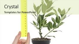  Presentation with tea leaves fresh green leaf - PPT theme consisting of fresh tree with bay leaves background and a  colored foreground