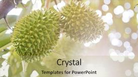  Presentation with tropical fruit - Amazing presentation design having fresh tropical fruit musang king backdrop and a mint green colored foreground