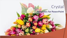  Presentation with tulip - Presentation theme with fresh-tulip-flowers-bouquet background and a sky blue colored foreground